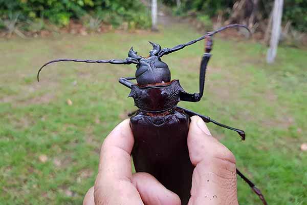 (Titanus giganteus)