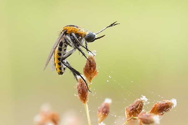 (Toxophora amphitea)