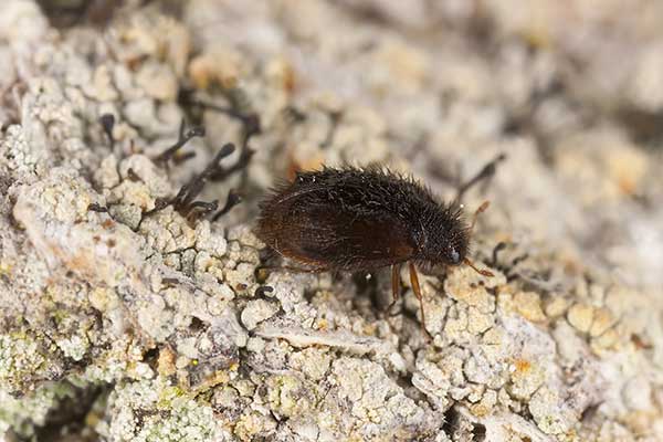 (Trinodes hirtus)