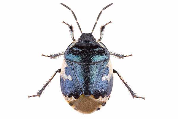 (Tritomegas bicolor)