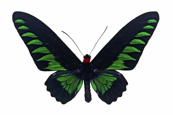 (Trogonoptera brookiana)