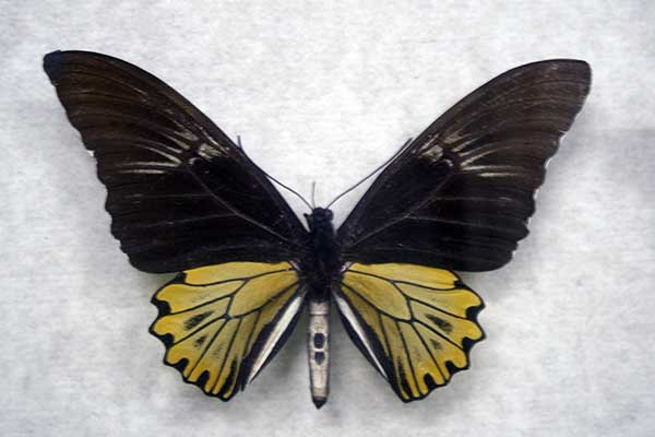 (Troides amphrysus)