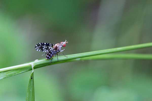 (Trypetoptera punctulata)