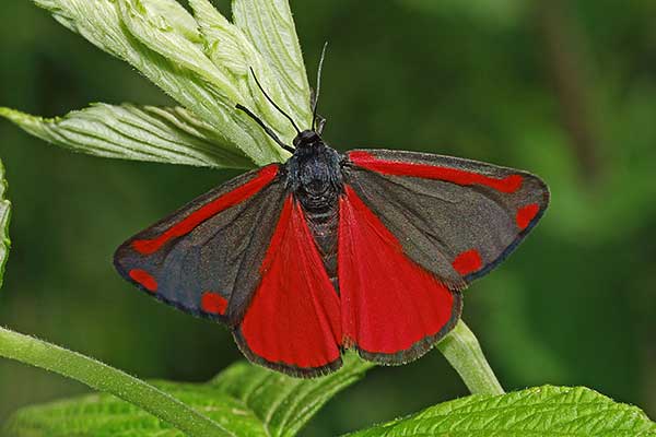 Proporzyca marzymłódka (Tyria jacobaeae)