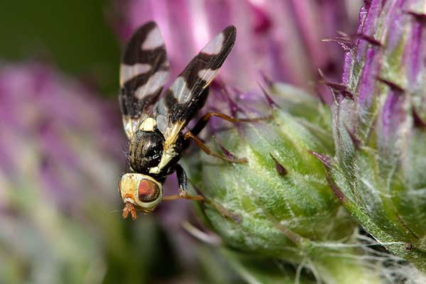 Wyroślówka ostowa (Urophora cardui)