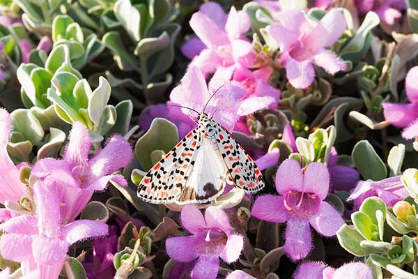 Pstrokówka nadobna (Utetheisa pulchella)