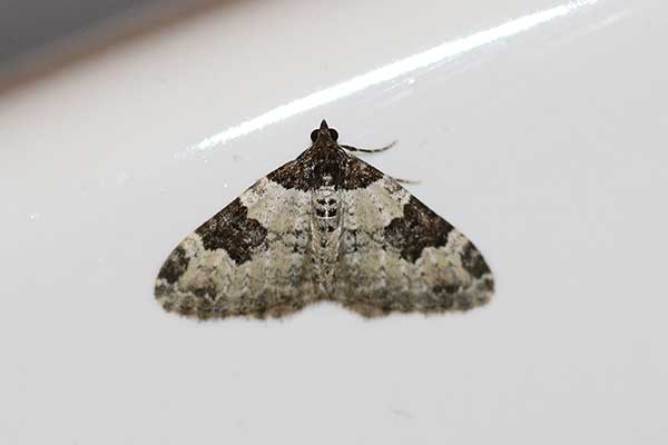 Paśnik chrzaniak (Xanthorhoe fluctuata)