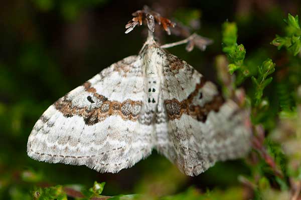 Paśnik nagórek (Xanthorhoe montanata)