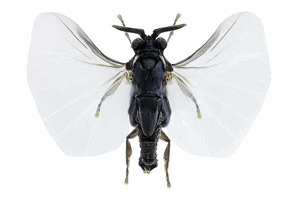 (Xenos vesparum)