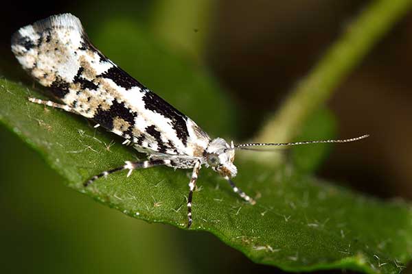 (Ypsolopha sequella)
