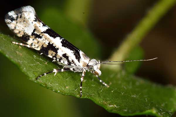  (Ypsolopha sequella)