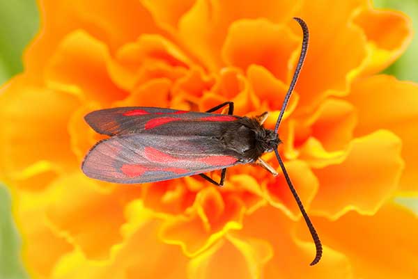 (Zygaena osterodensis)