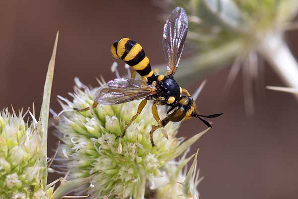 (Abrachyglossum capitatum)