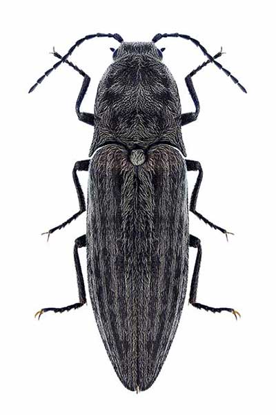 (Actenicerus siaelandicus)