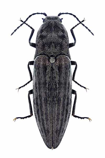  (Actenicerus siaelandicus)