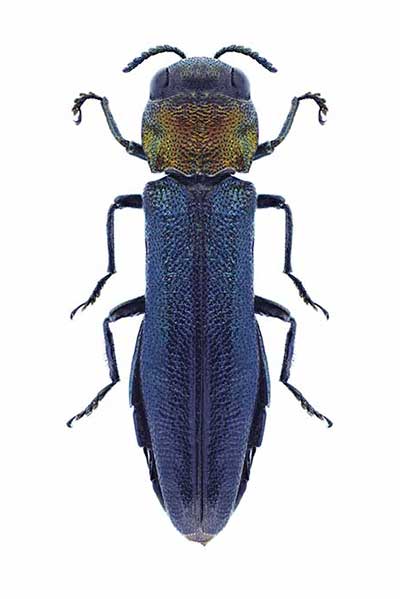 (Agrilus pratensis)