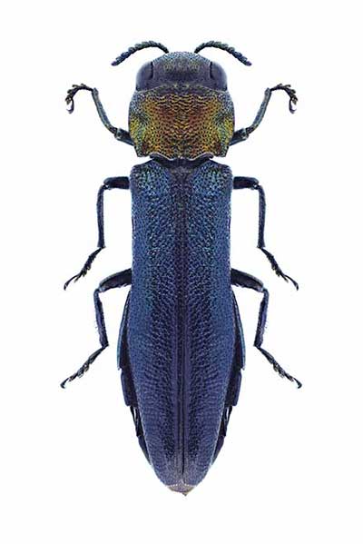  (Agrilus pratensis)