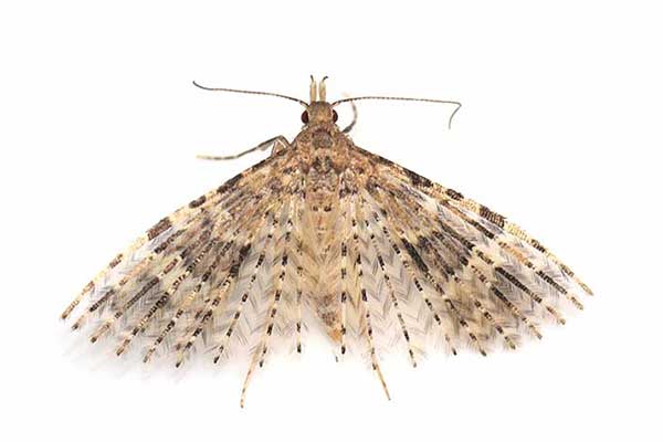 (Alucita hexadactyla)