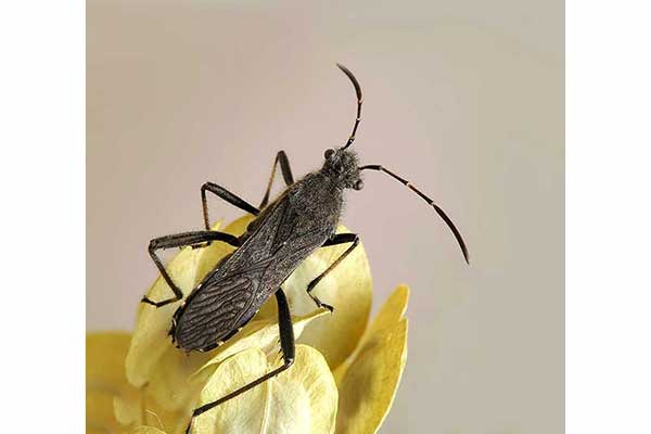 (Alydus calcaratus)