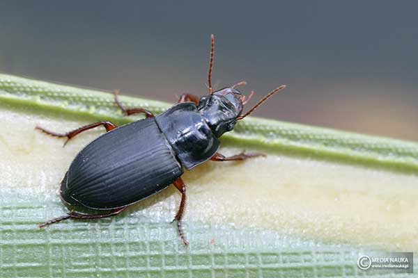 (Amara aulica)