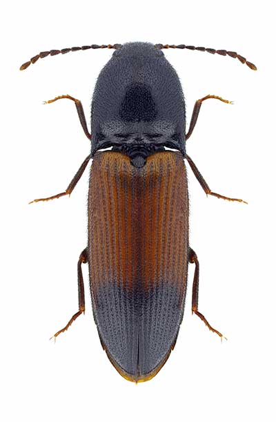 (Ampedus balteatus)