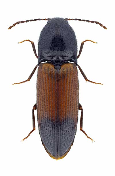  (Ampedus balteatus)