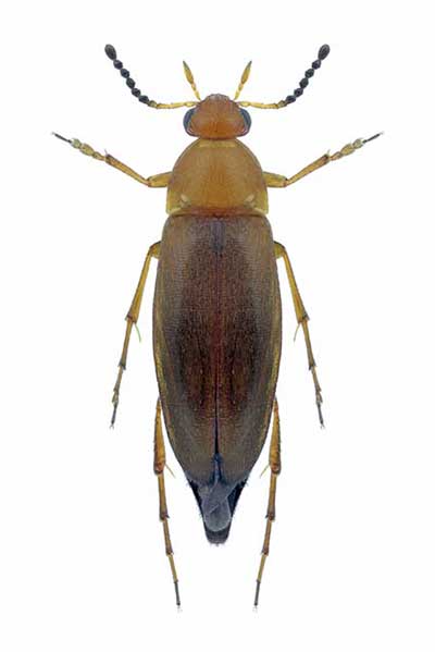 (Anaspis flava)