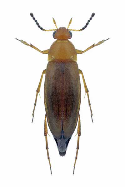  (Anaspis flava)