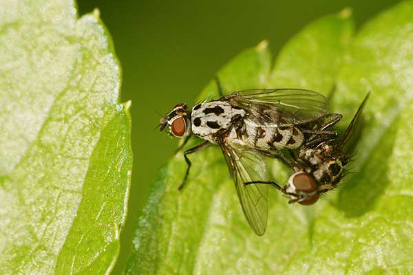 (Anthomyia pluvialis)
