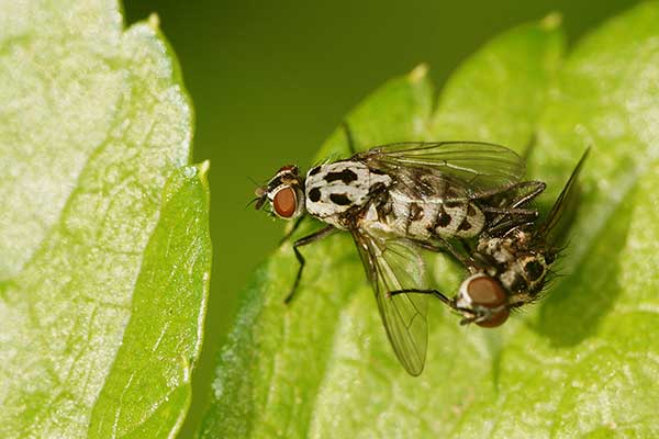  (Anthomyia pluvialis)