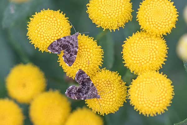 (Anthophila fabriciana)