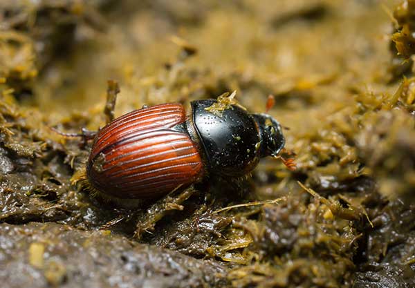  (Aphodius pedellus)