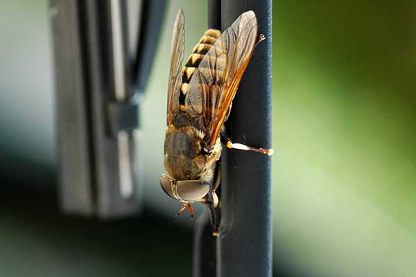 Bąk brązowy (Tabanus sudeticus)