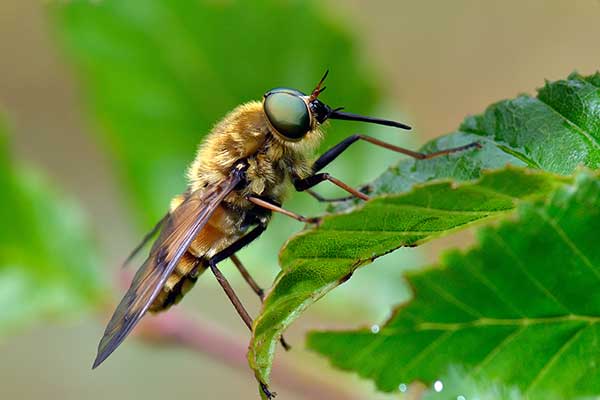 Bąk bydlęcy (Tabanus bovinus)