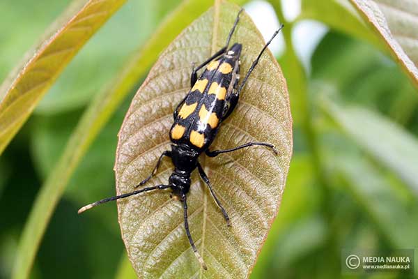 Baldurek pręgowany (Leptura quadrifasciata)