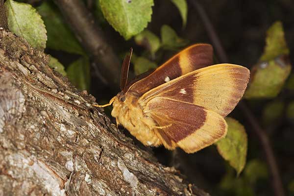 Barczatka dębówka (Lasiocampa quercus)