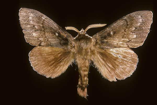 Barczatka sosnówka (Dendrolimus pini)