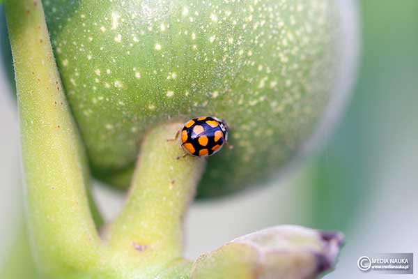 Biedronka dziesięciokropka (Adalia decempunctata)