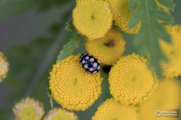 Biedronka łąkowa (Coccinula quatuordecimpustulata)