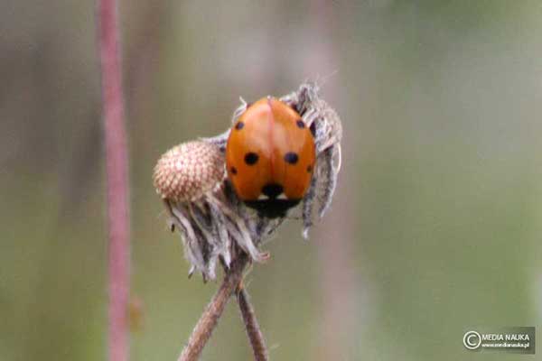 Biedronka siedmiokropka (Coccinella septempunctata)