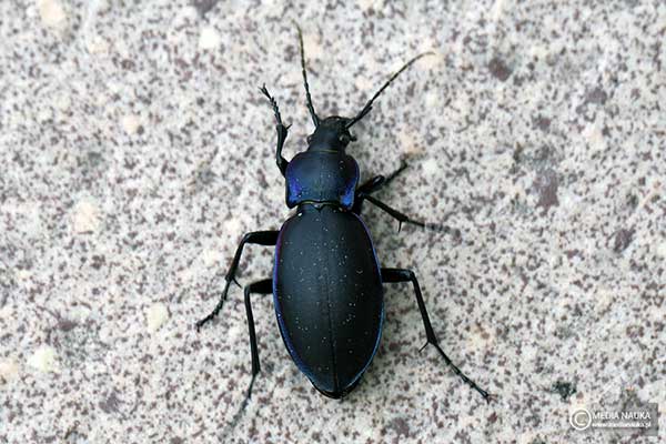 Biegacz fioletowy (Carabus violaceus)