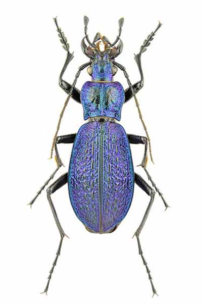 Biegacz pomarszczony (Carabus intricatus)