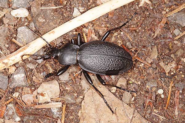 Biegacz skórzasty (Carabus coriaceus)