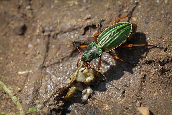 Biegacz złocisty, biegacz złoty (Carabus auratus)