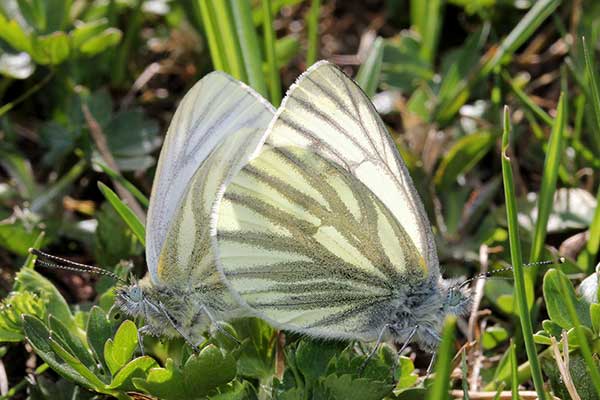 Bielinek bryonie (Pieris bryoniae)