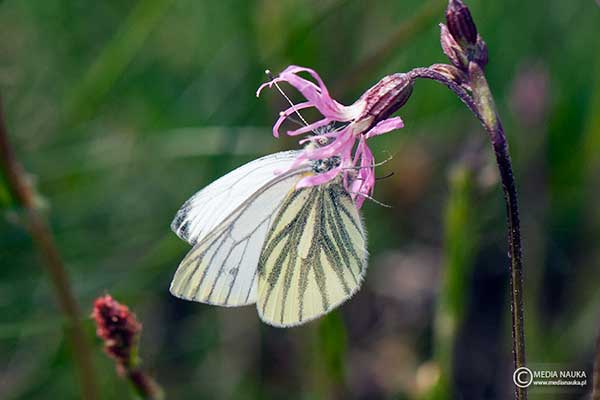 Bielinek bytomkowiec (Pieris napi)