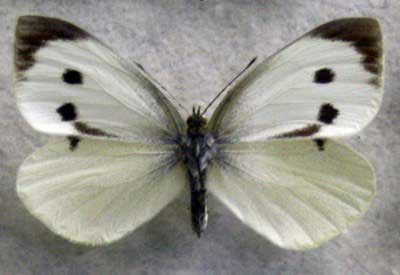 Bielinek kapustnik (Pieris brassicae)