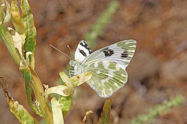 Bielinek rukiewnik (Pontia daplidice)