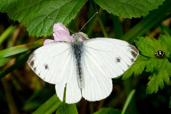 Bielinek rzepnik (Pieris rapae)