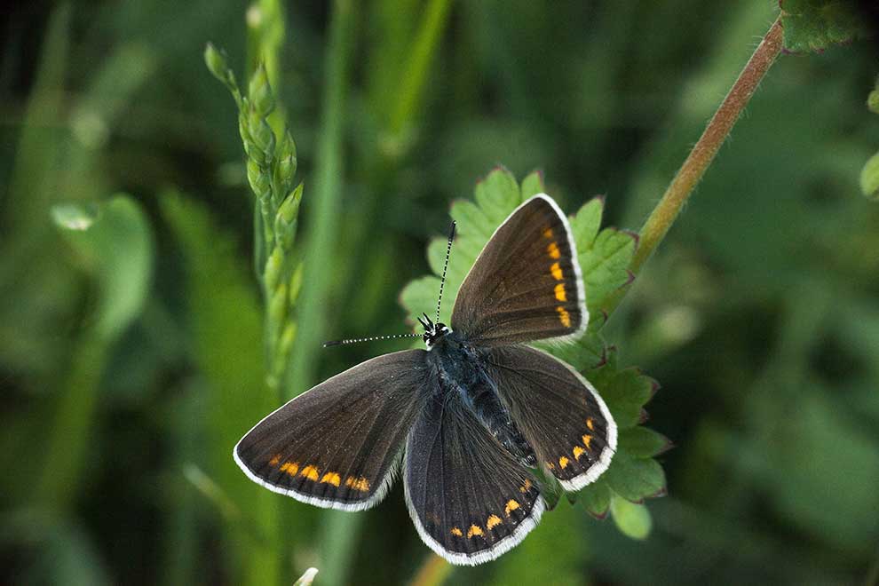 modraszek agestis (Aricia agestis)